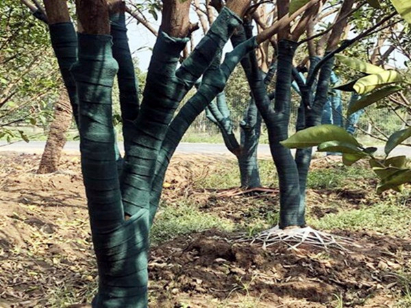 植物绷带缠树布厂家**