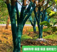 植物冬季如何**冷死,缠树带是植物的小棉袄